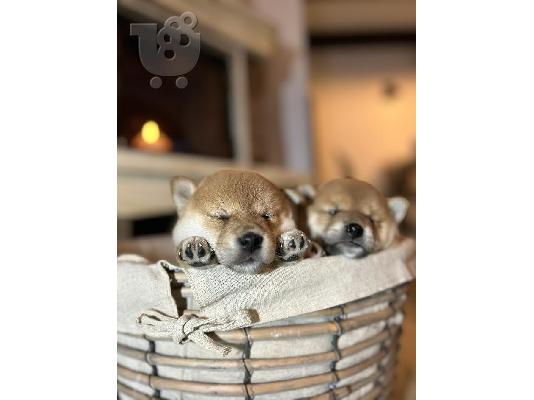 Κουτάβια Shiba Inu